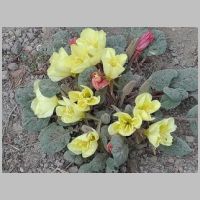 Woody-Fruited Evening-Primrose5.jpg